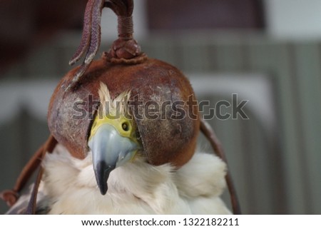 Close-up picture of a falcon wearing a leather hoods.