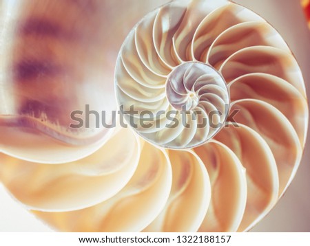 Pearl structure Nautilus symmetry cross section inside pattern Nature background texture Royalty-Free Stock Photo #1322188157
