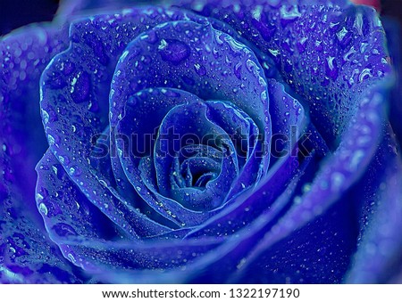 Blue rose in HDR with water droplets Royalty-Free Stock Photo #1322197190