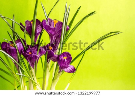 Spring background with flowers. Background about spring with flowers crocuses. Congratulatory card with spring day, mom's day