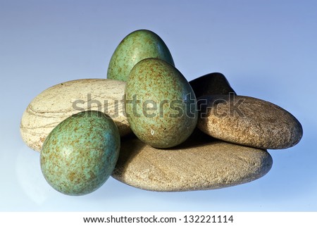 Three Blackbird Eggs with grey stones