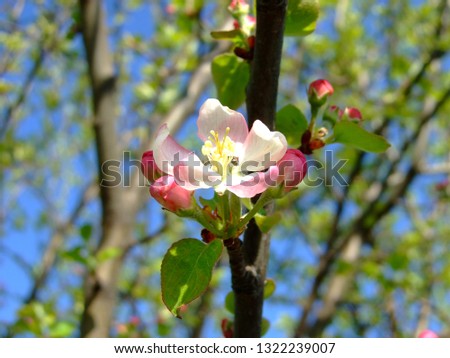 Spring. Blossoming Apple tree.