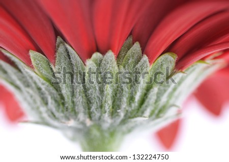 The detail of the gerbera on white background