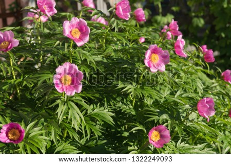 Bush of a wild pink simple peony of Maryin root (lat. Paeonia anomala) blooms in the garden.