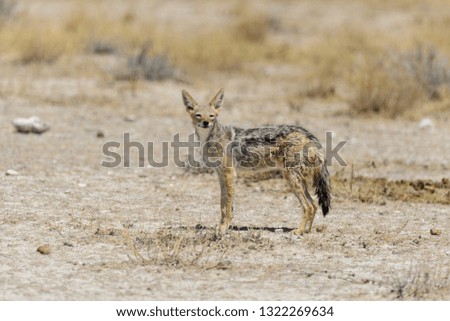Wild jackal in the African savanna