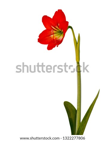 Beautiful red flower, Isolated on white background