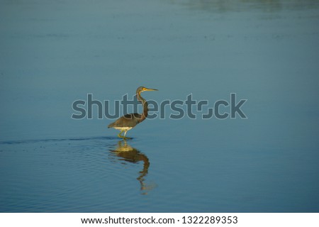 heron in blue water. heron is hunting in a lake with clear blue water