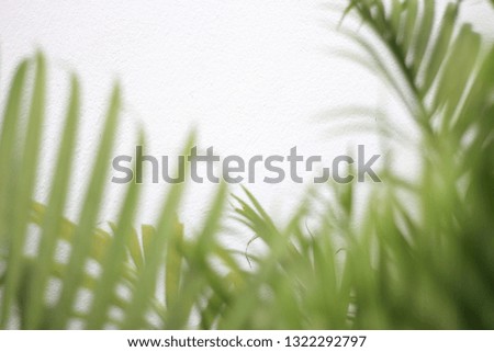 green tropical palm leaf with shadow on white wall
