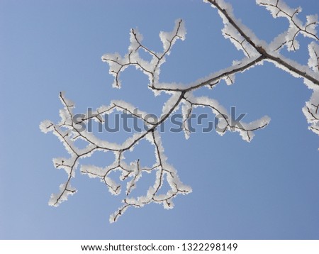 A branch of a tree covered with snow. Frost on the branch. Snow Sakura.