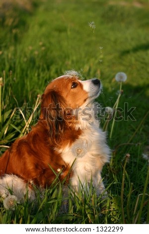 A dog looking upwards to the dandelion seeds that fly down. She already has some seeds on her head