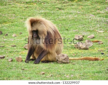 Baboon male sits on grass. Shot in Ethiopia.