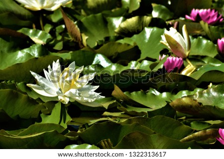 Blue Lotus Water Gardens, Yarra Junction