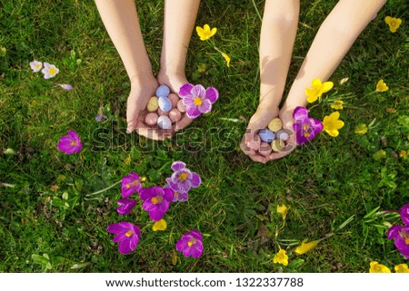 Children search and find Easter eggs.  Kid's hands are holding colourful small Easter candies sweet chocolate eggs on the background of green grass and spring crocus. Easter holidays concept.