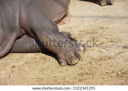 The legs of hippopotamus, Hippopotamus amphibius, or hippo