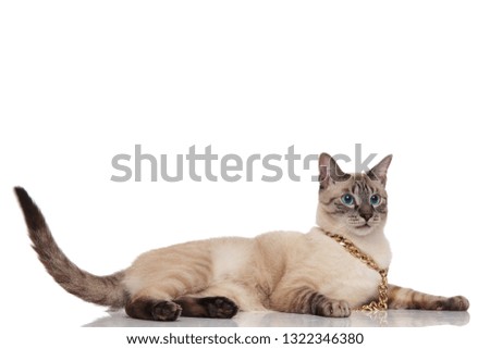 side view of curious grey cat wearing golden necklace lying on white background and looking to side
