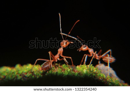 Ant clous up -image