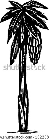 Black and white vector illustration of banana tree