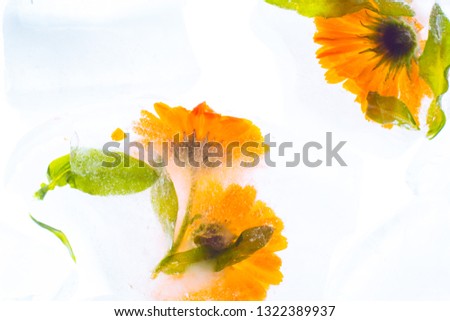 Frozen calendula flowers, beautiful background, health and beauty concept