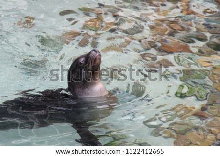 Cute Seal swimming with head held up out of the water
