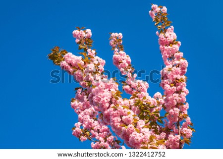 Cherry blossom. Sacura cherry-tree. Blooming sakura blossoms flowers close up with blue sky on nature background. Branch delicate spring flowers