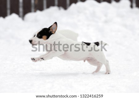 Jack Russell Terrier running dog puppy  flies over the snow in winter