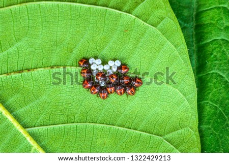 Horsebug nymphs hatched on the leaves of wild plants