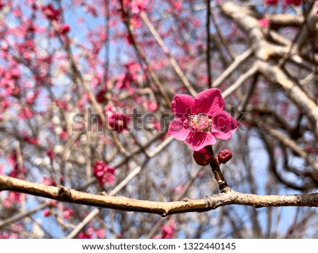 Pink colour Cherry Blossom or Sakura blooming on the Spring season in Japan