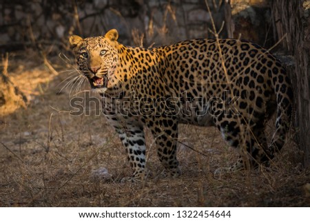 Leopard with a early morning light on his face and expression at jhalana forest reserve, india