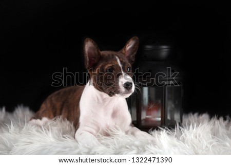 portrait of a brown striped sitting puppy Basenji dog on a black background on a white wool carpet with a lamp