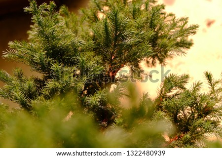 Juniperus communis, the common juniper, is a species of conifer in the genus Juniperus, in the family Cupressaceae. It has the largest geographical range of wood plant, in North America, Europe & Asia
