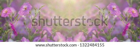 Flowerbed with multicoloured petunias Image full of colourful petunia Petunia hybrida flowers