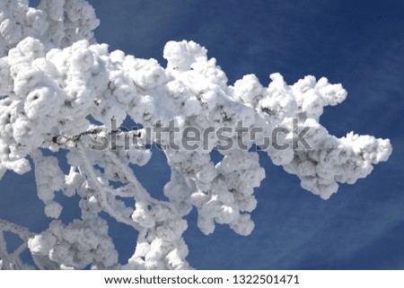 Vibrant winter vacation background with pine tree covered by heavy snow 