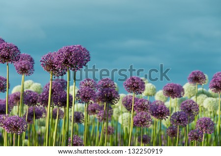 Field of Purple and White Allium Flowers with Blue Sky.  Copy space.