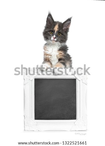 Cute tortie bicolor Maine Coon cat kitten, standing behind framed chalkboard. Looking straight ahead at camera with brown /green eyes. Isolated on white background. Front paws on frame.