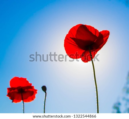 
poppies against the sky
