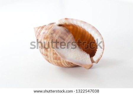 Empty shell of Bonnet snails Semicassis undulata on white