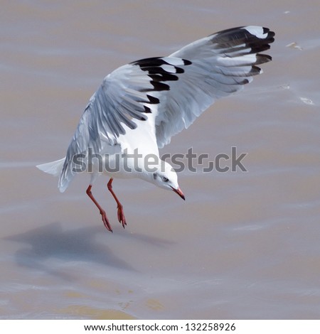 Flying seagulls,  birds in the family Laridae. Royalty-Free Stock Photo #132258926