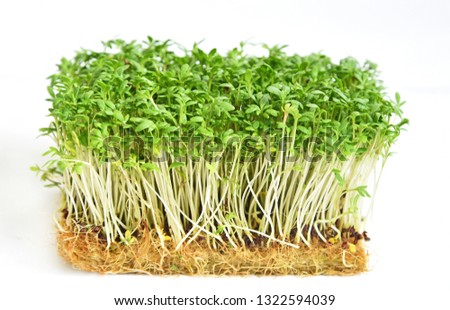 Garden cress or mustard  on white background. Healthy and benefits of fresh Garden cress. Royalty-Free Stock Photo #1322594039