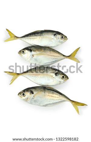 Fresh mackerel fish isolated on white background, clipping path.