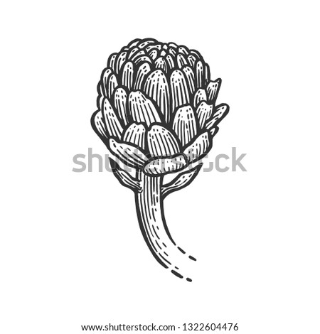 Artichoke plant sketch engraving raster illustration. Scratch board style imitation. Black and white hand drawn image.