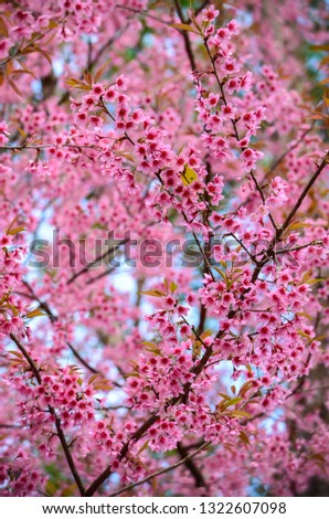 Wild Himalayan Cherry in Thailand  