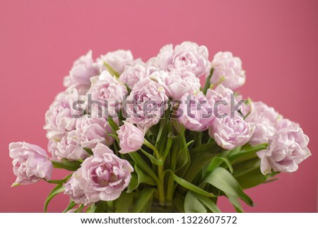 Close up beautiful big bouquet of double violet tulip flowers on dark pink background. Selective focus