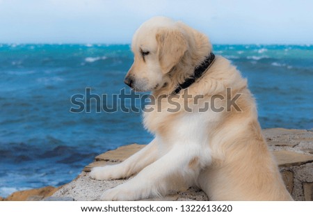 Golden Retriever Standing and Looking at the Mediterranean Sea in Southern Italy