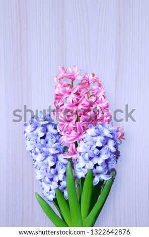 Bouquet of hyacinth on a vertical wooden background of lilac tone. Spring flowers with copy space. Image