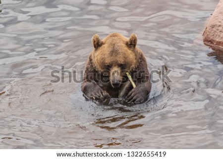 Brown bear studying its feet while taking a bath in a refreshing pond