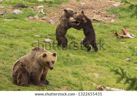 Brown bear cubs wrestling while their mother looks away