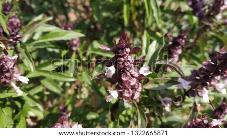 African Basil Plant, Leaves Flower in India
