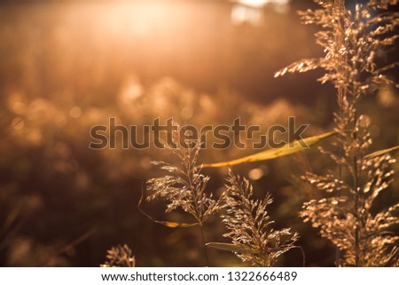 Macro photo of twigs, grass and flowers against sunset. Summer hot golden pictures of nature.
