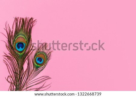 Colorful peacock feathers on pink background, copy space, text place