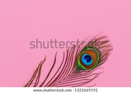 Colorful peacock feather on pink background, copy space, text place